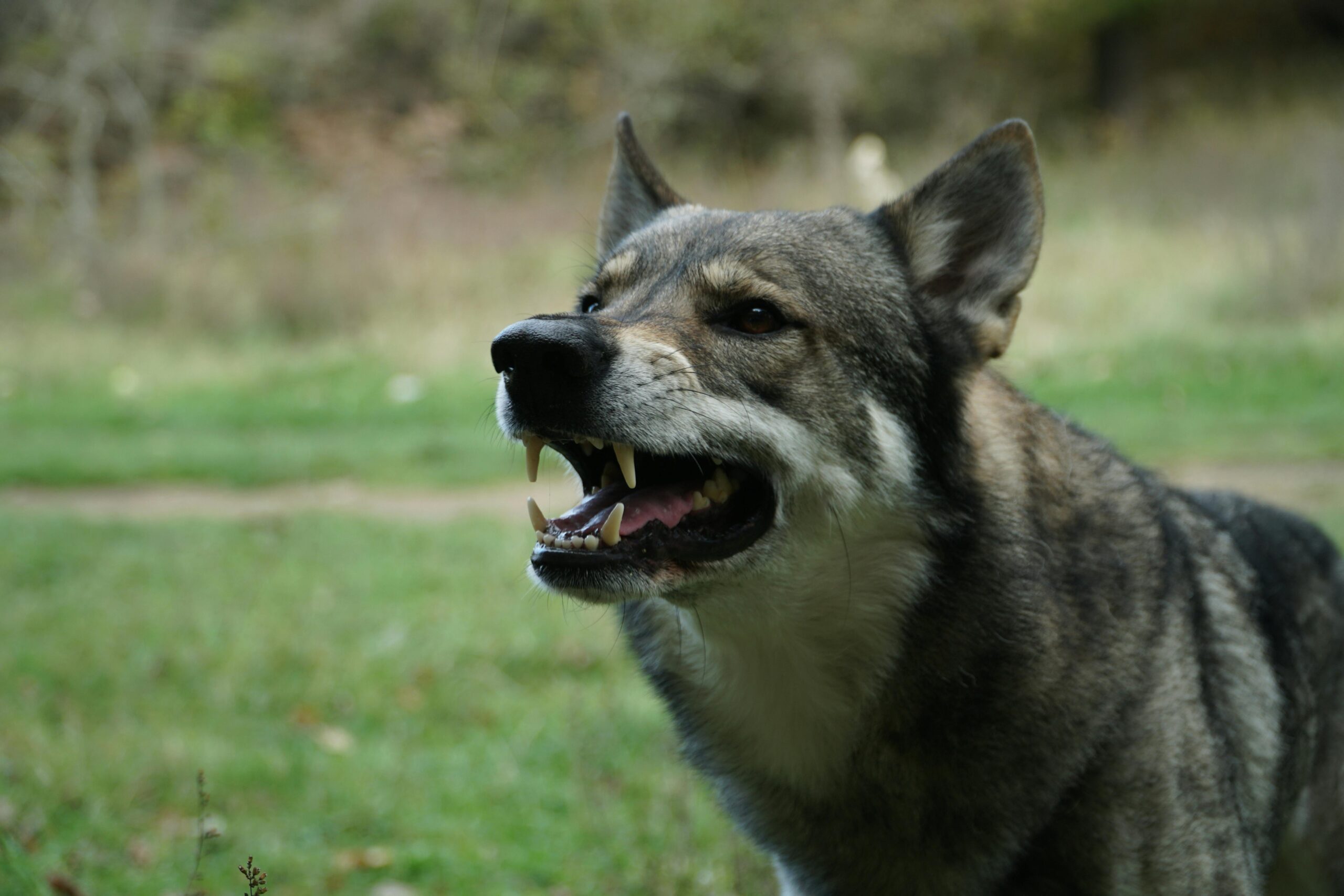 Aggressive dog baring teeth outdoors, representing dangerous dog attacks and bite injury risks.