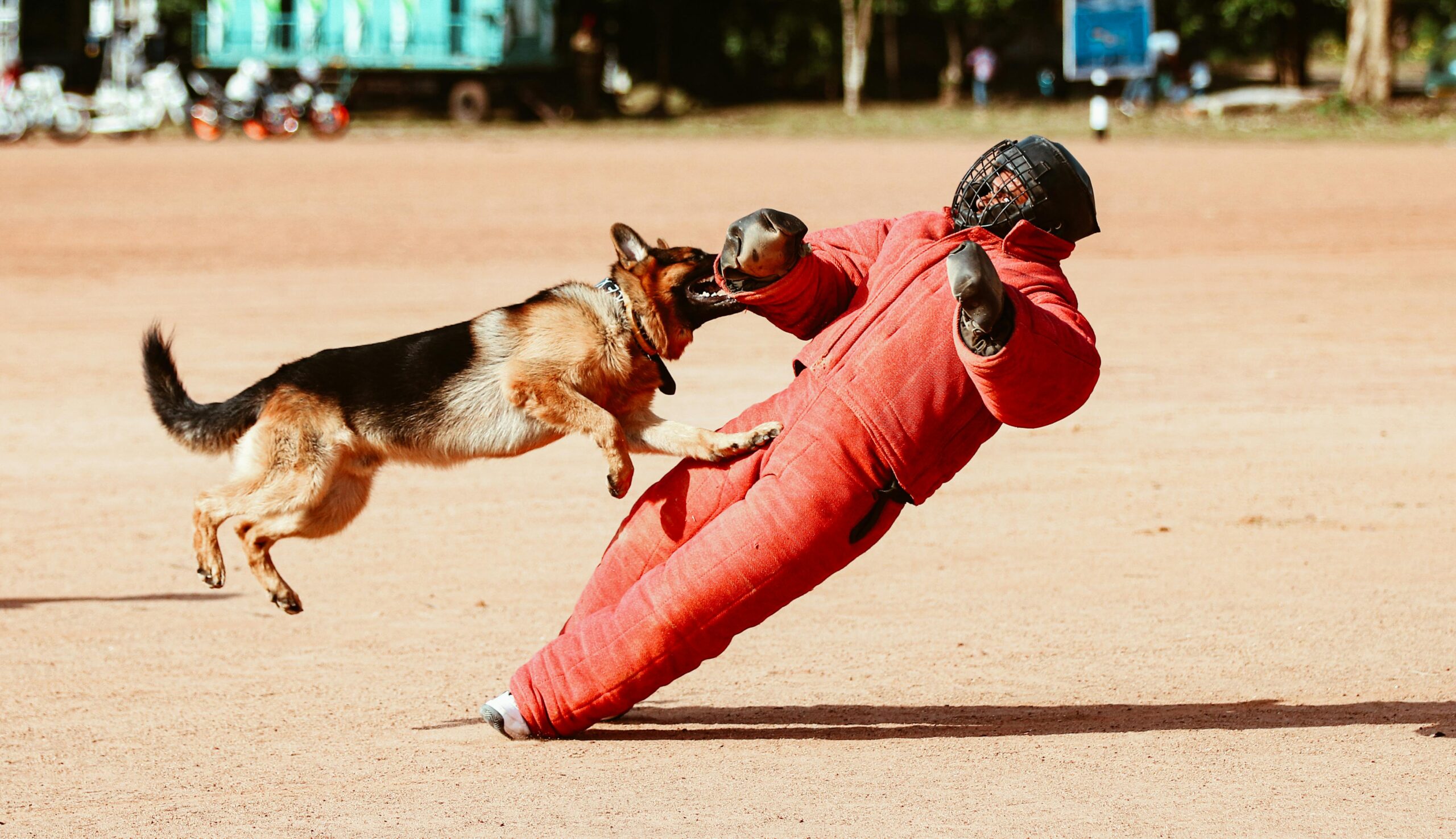 German Shepherd bites a padded trainer during a police dog training exercise on an open outdoor field in daylight.