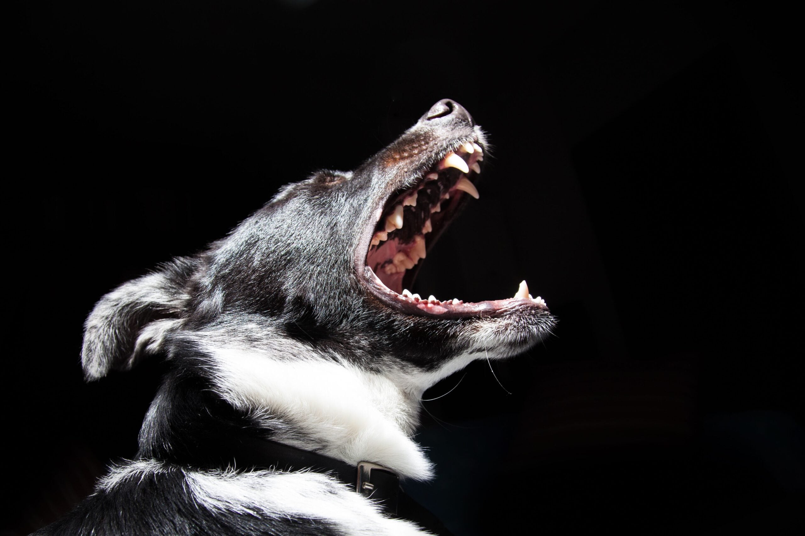 Black and white dog barking aggressively with mouth open, showing teeth against dark background