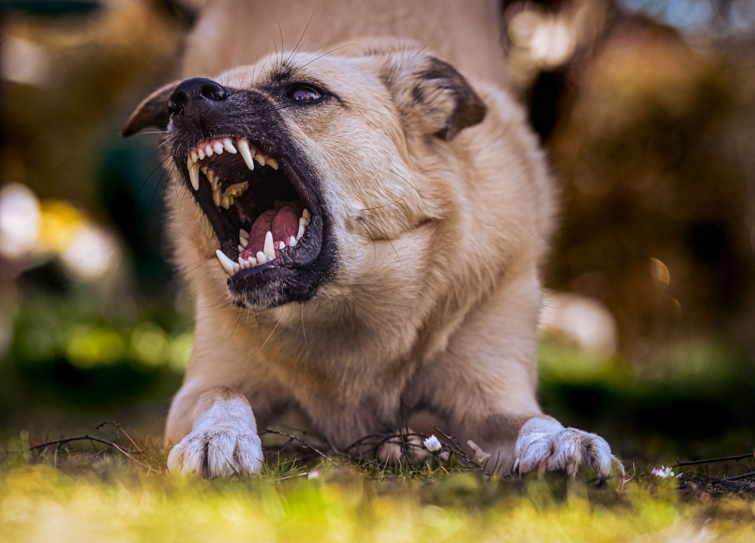 Aggressive dog baring sharp teeth and growling outdoors before a potential attack