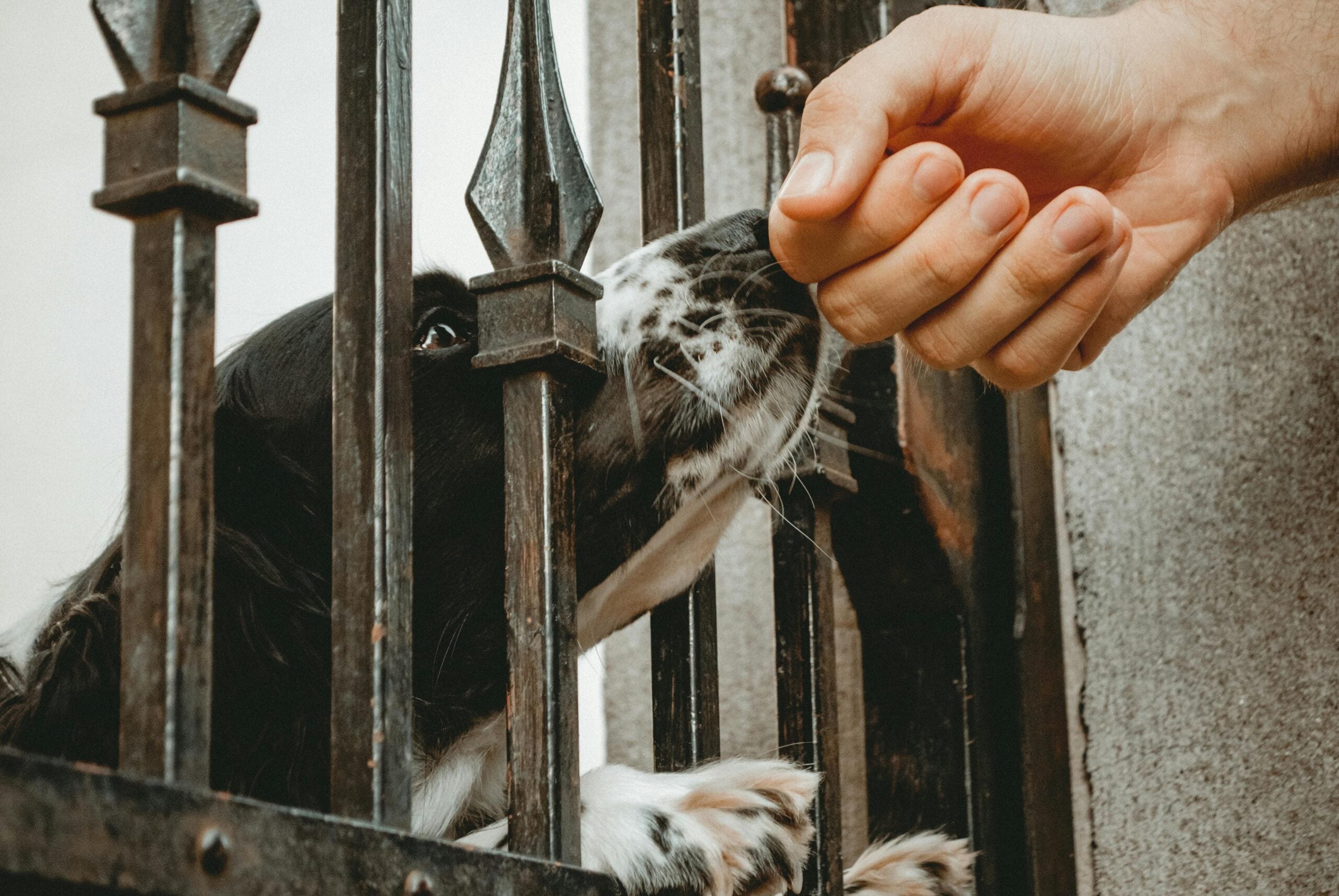 Injured from a dog bite? Contact our experienced lawyers today for legal help and a free consultation.