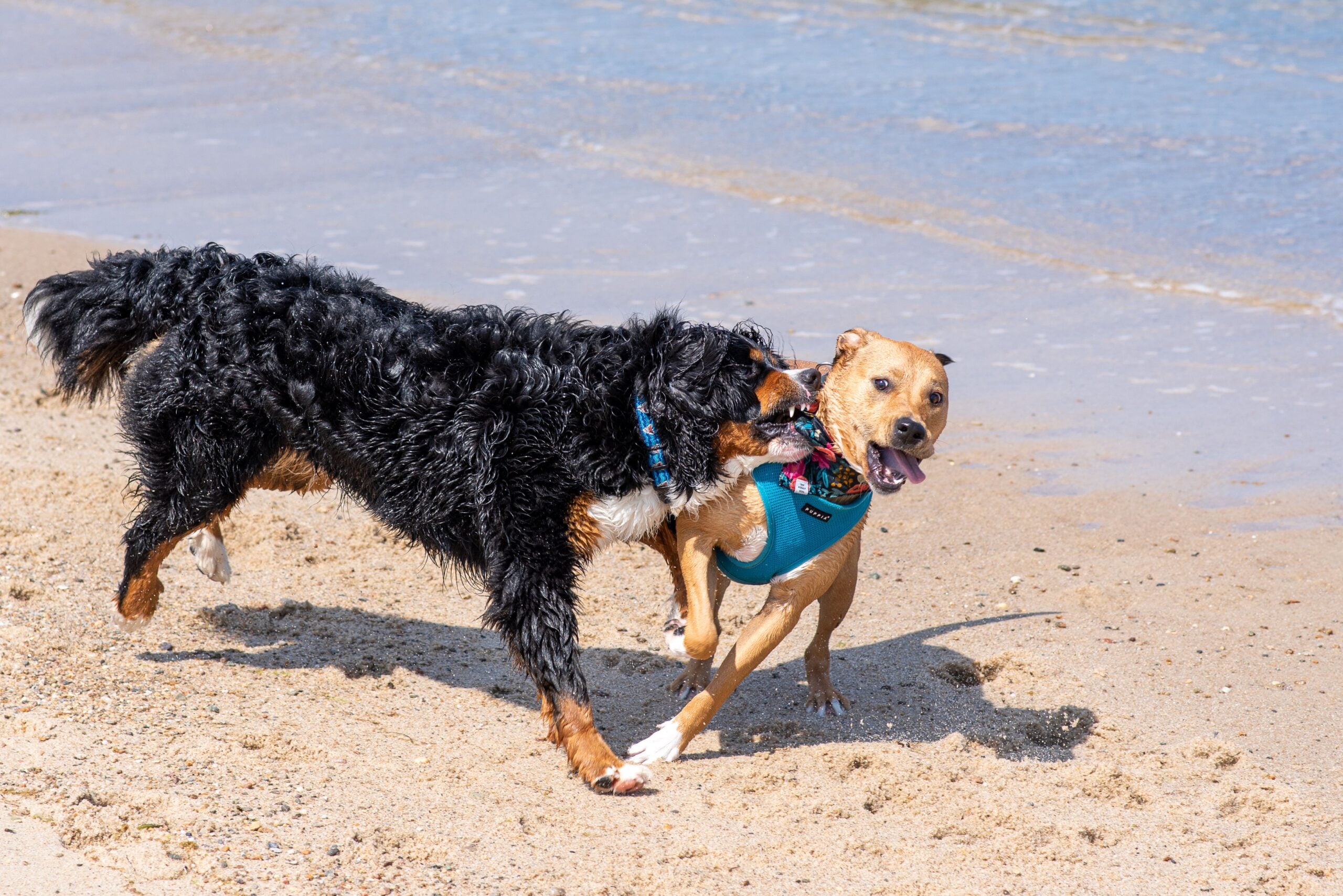 Two dogs on a beach during a bite incident, showing possible dog owner liability concerns
