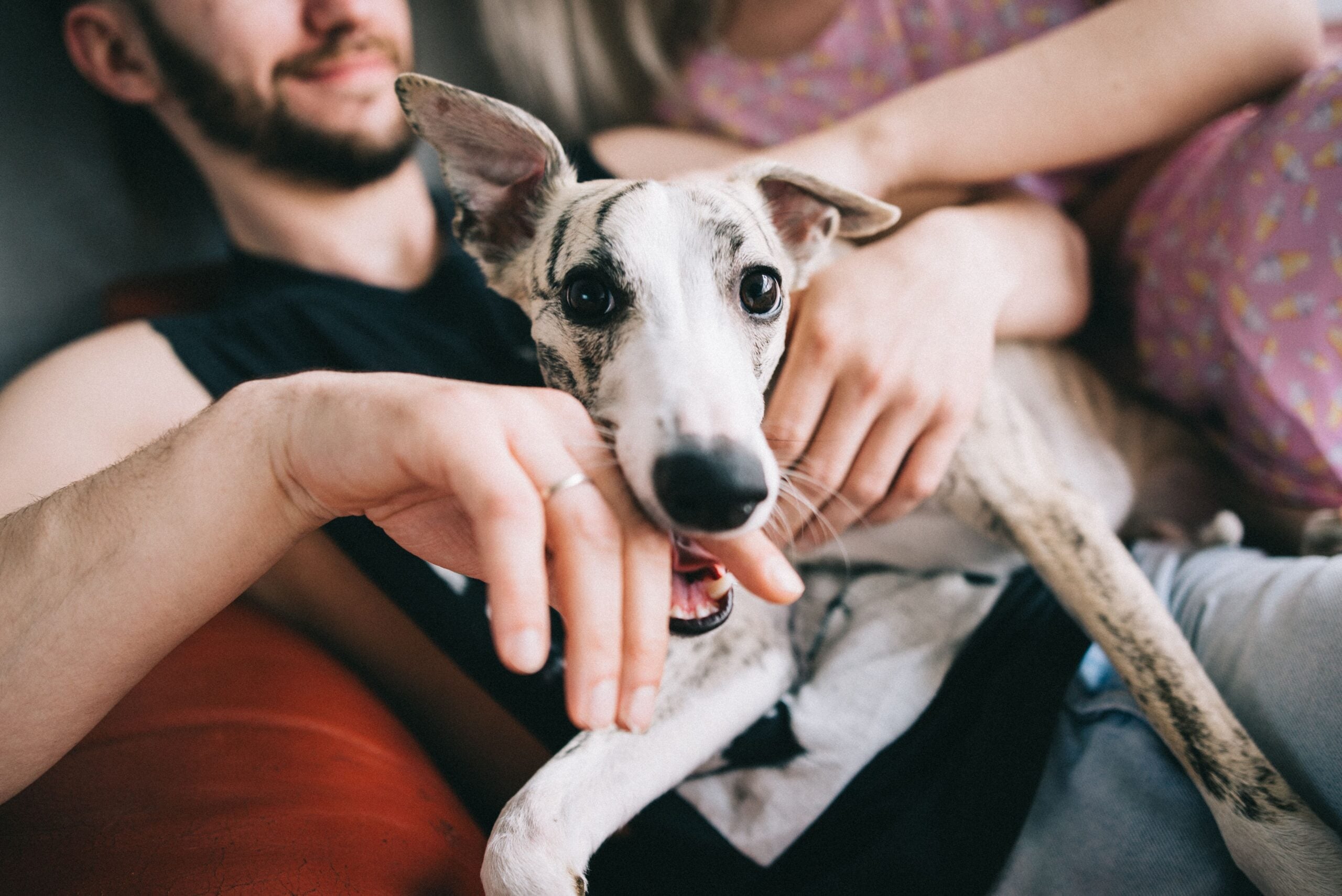 Dog biting a person&rsquo;s hand indoors, showing potential dog bite legal liability issues