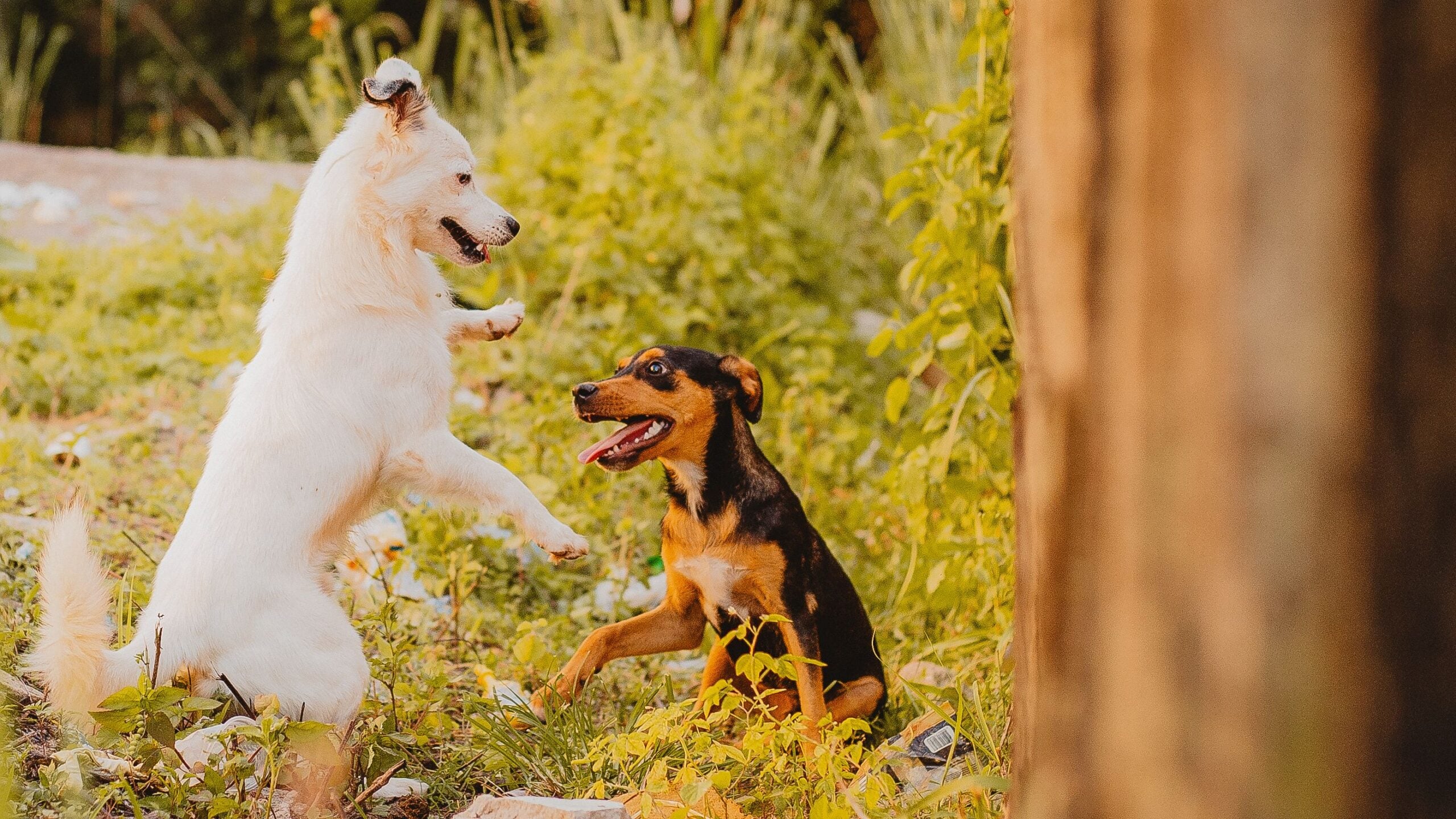 Two dogs interacting playfully outdoors in a grassy area during daylight hours