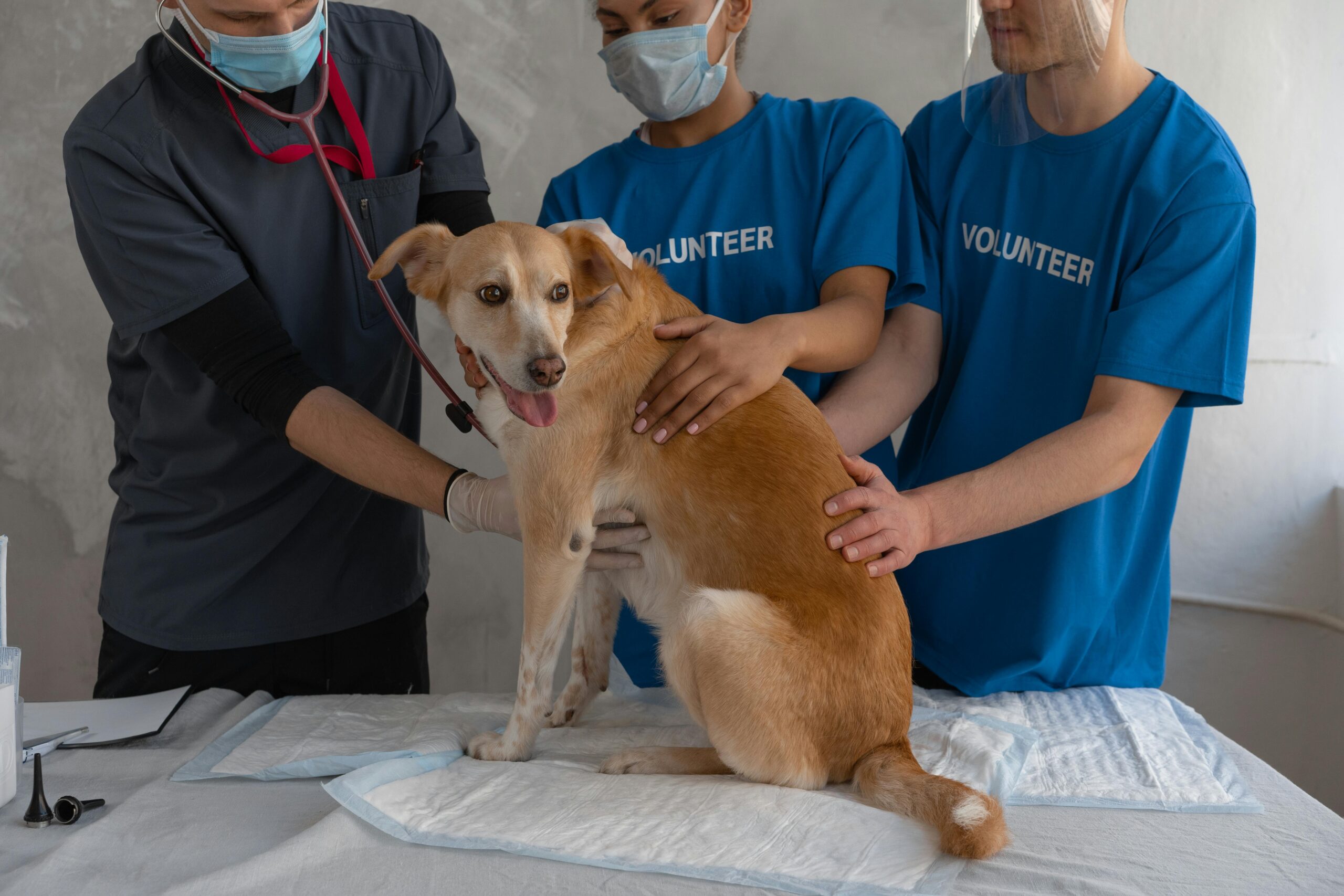 Veterinarian and volunteers treating a dog bite injury, ensuring proper care