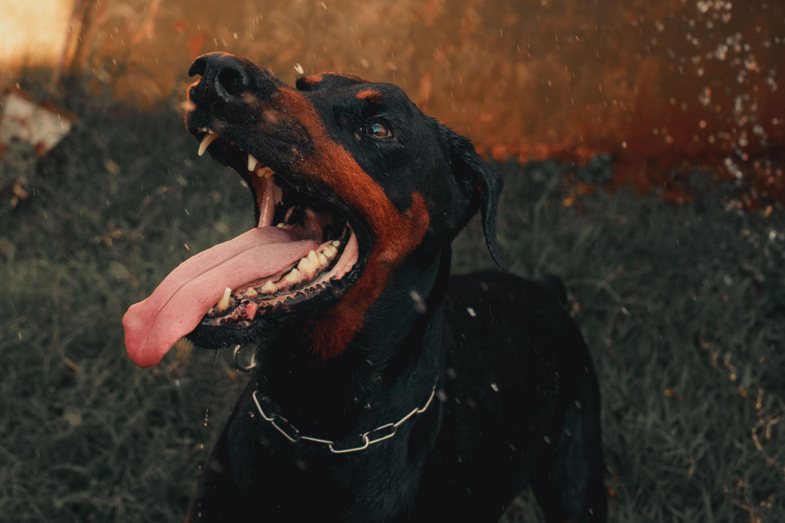 Dog bite risk involving an aggressive dog showing teeth and warning behavior.Dog bite risk involving an aggressive dog showing teeth and warning behavior.